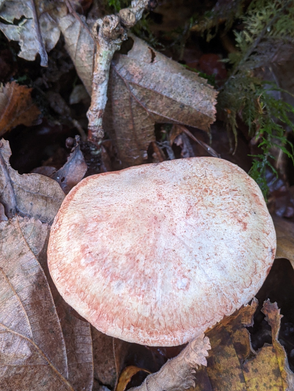 Cortinarius bolaris ? Pxl_2491