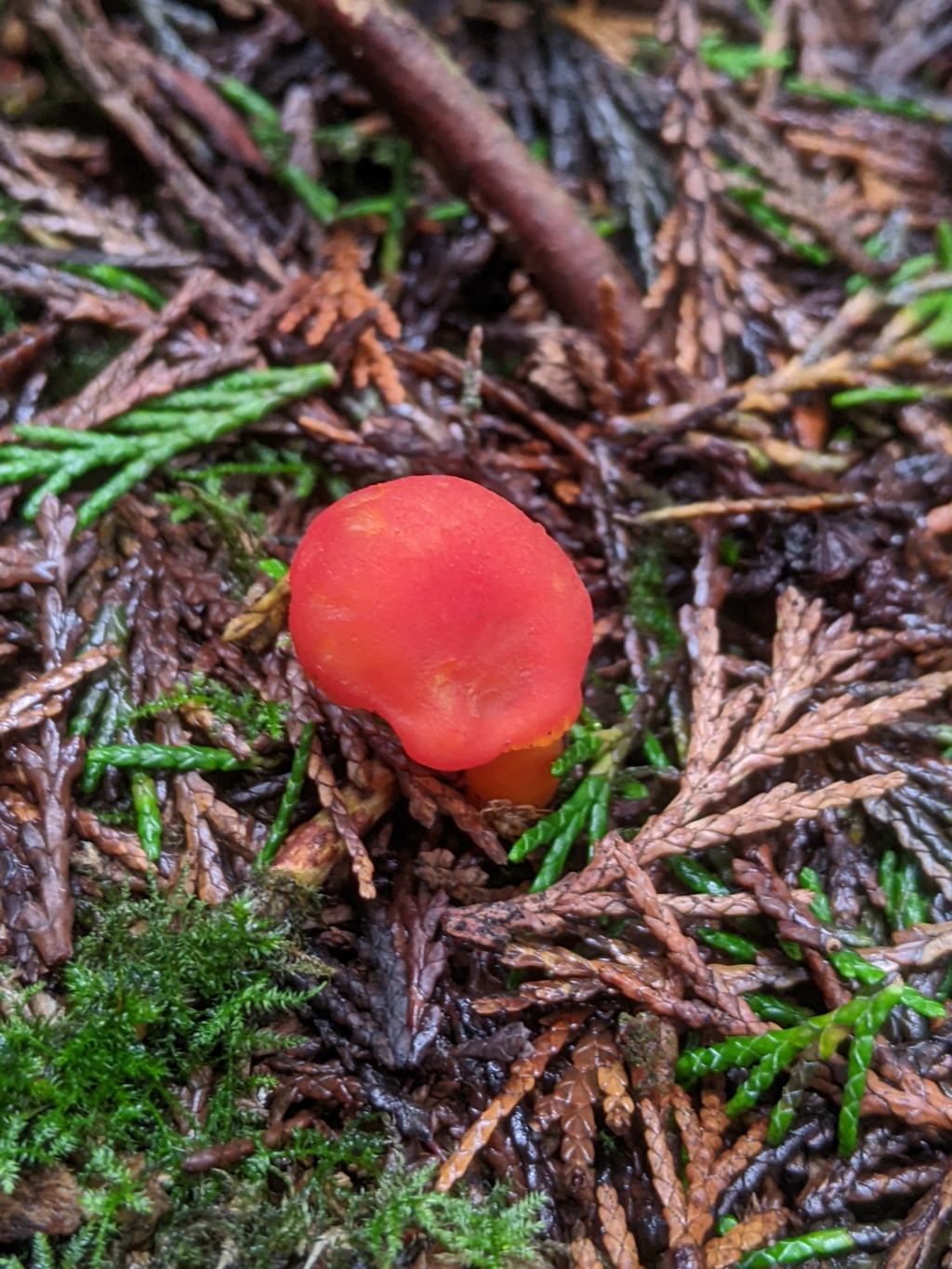 Hygrophores dans forêt de résineux Pxl_2501