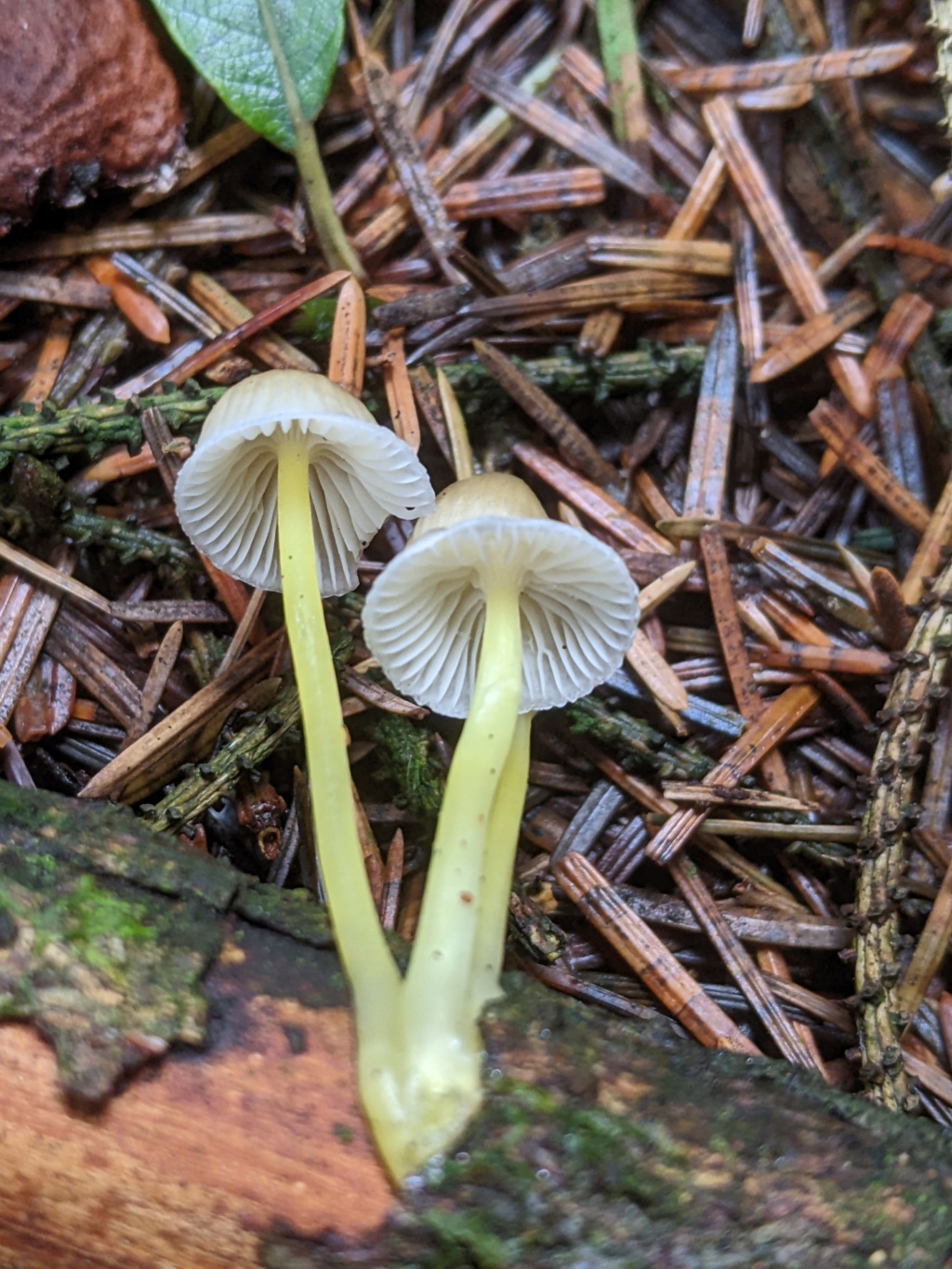 Mycena epipterygia ? Pxl_2502