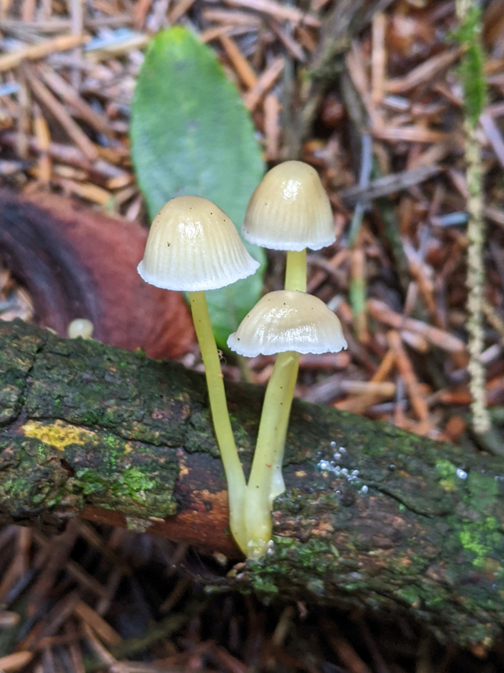 Mycena epipterygia ? Pxl_2503