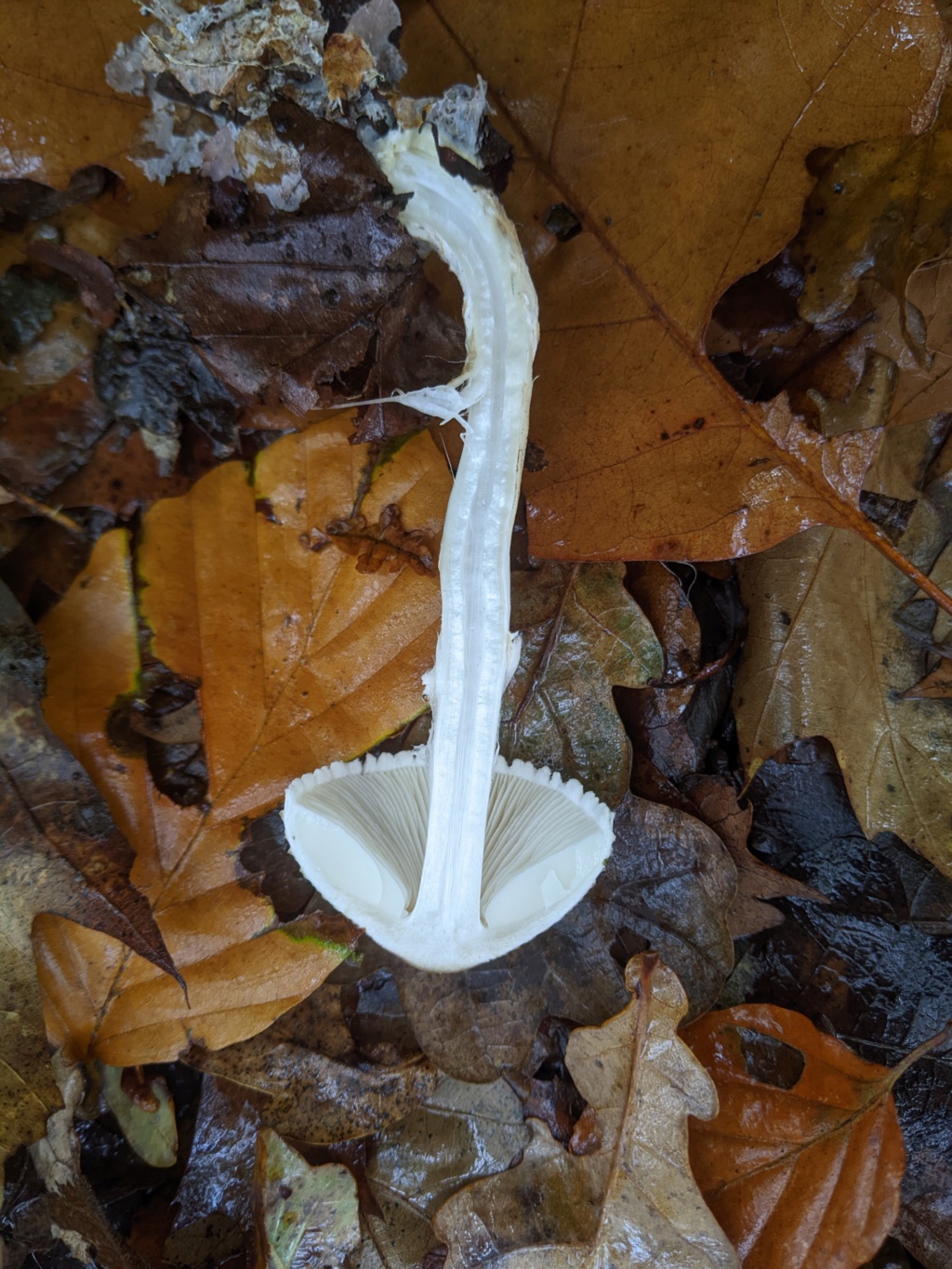 Lepiota ignivolvata Pxl_2505