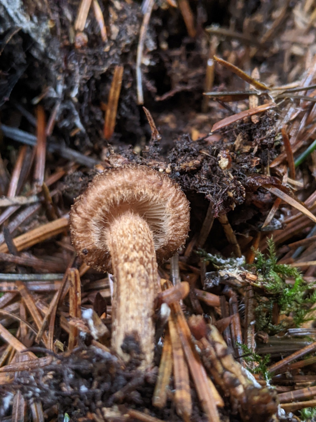 Inocybe sp Pxl_2559