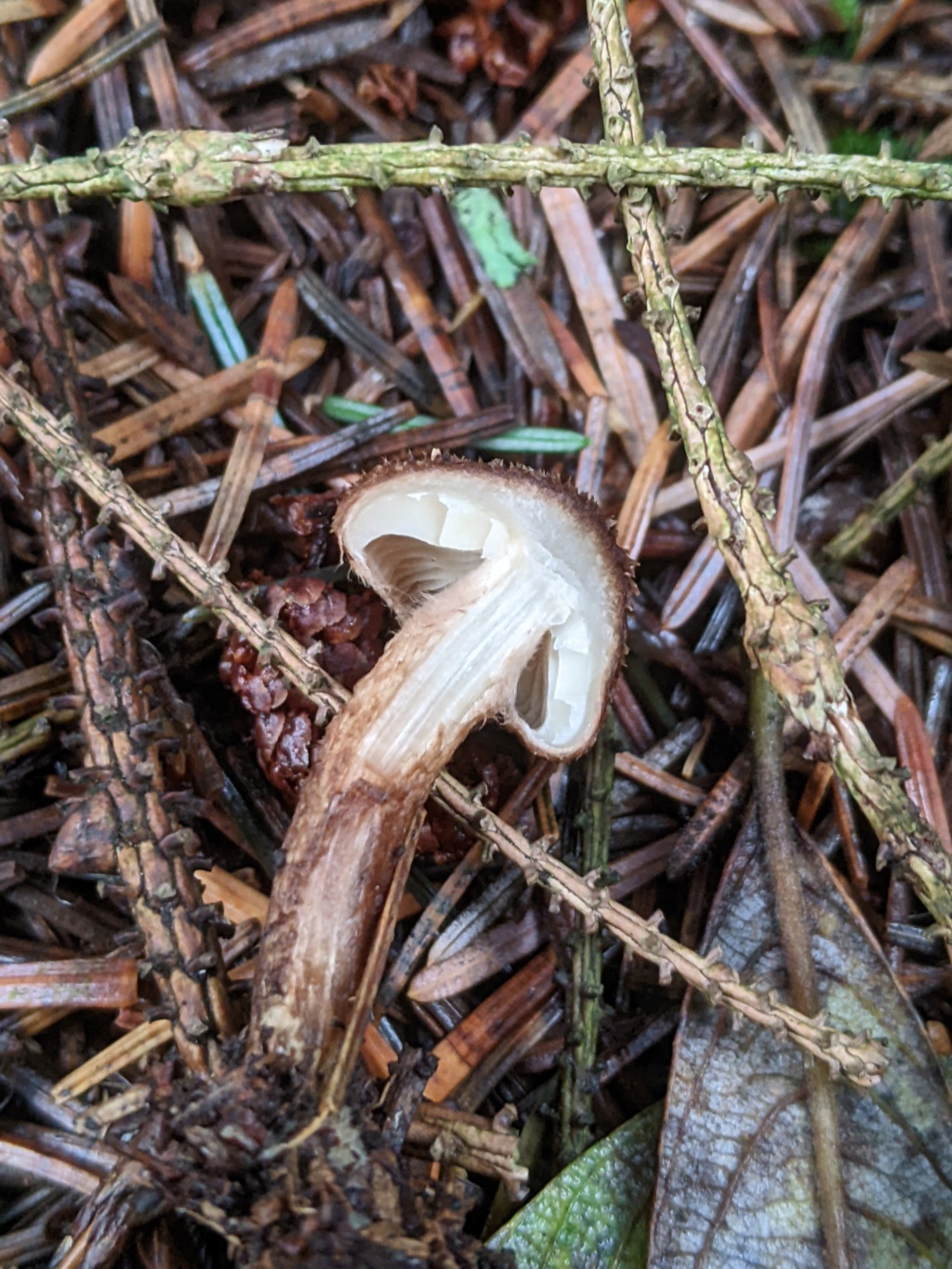 Inocybe sp Pxl_2560