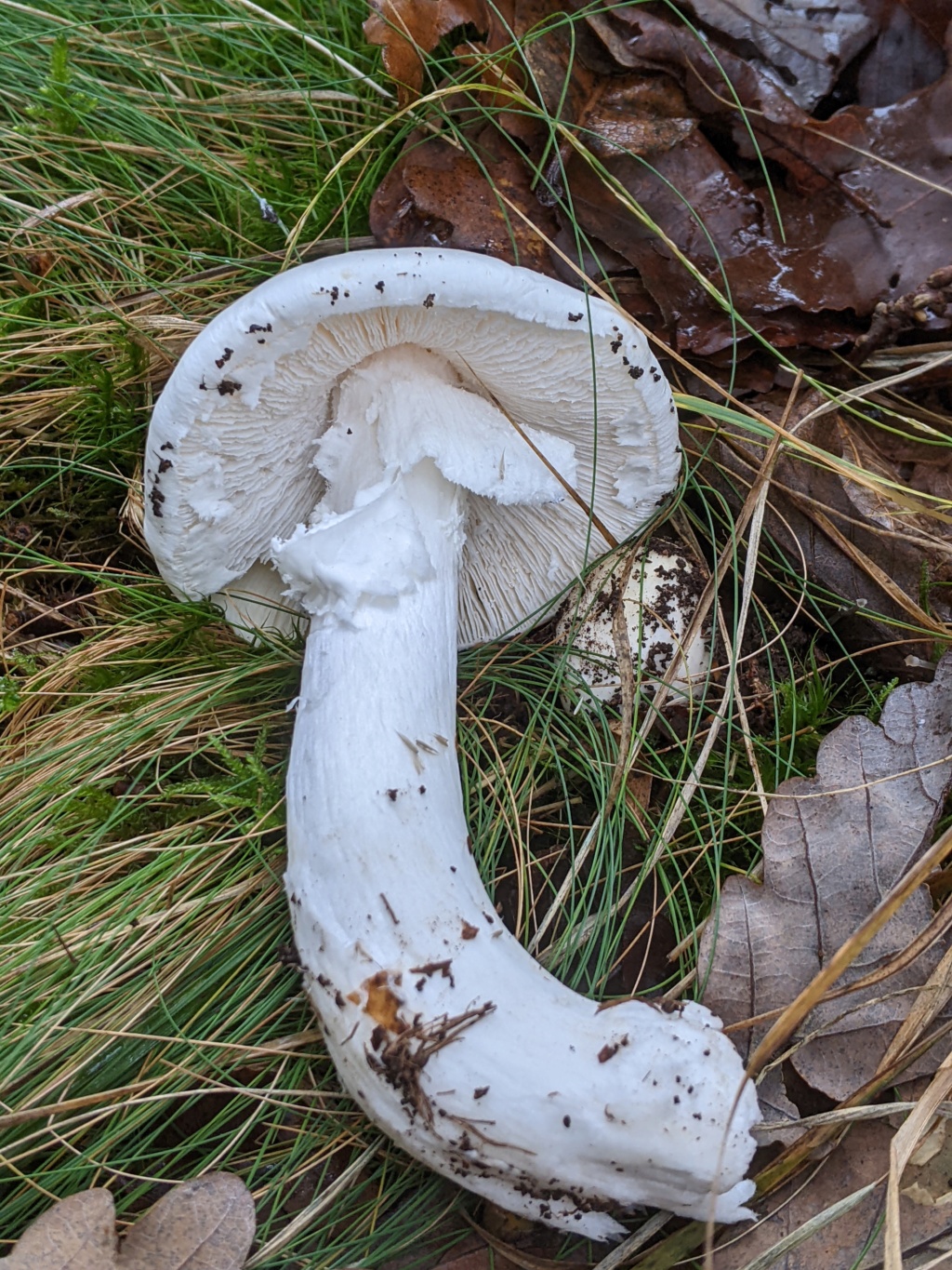 Amanita cf amerivirosa Pxl_2575