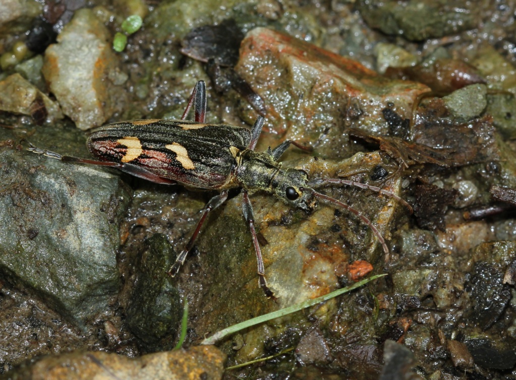 Rhagium sycophanta Rhagiu12