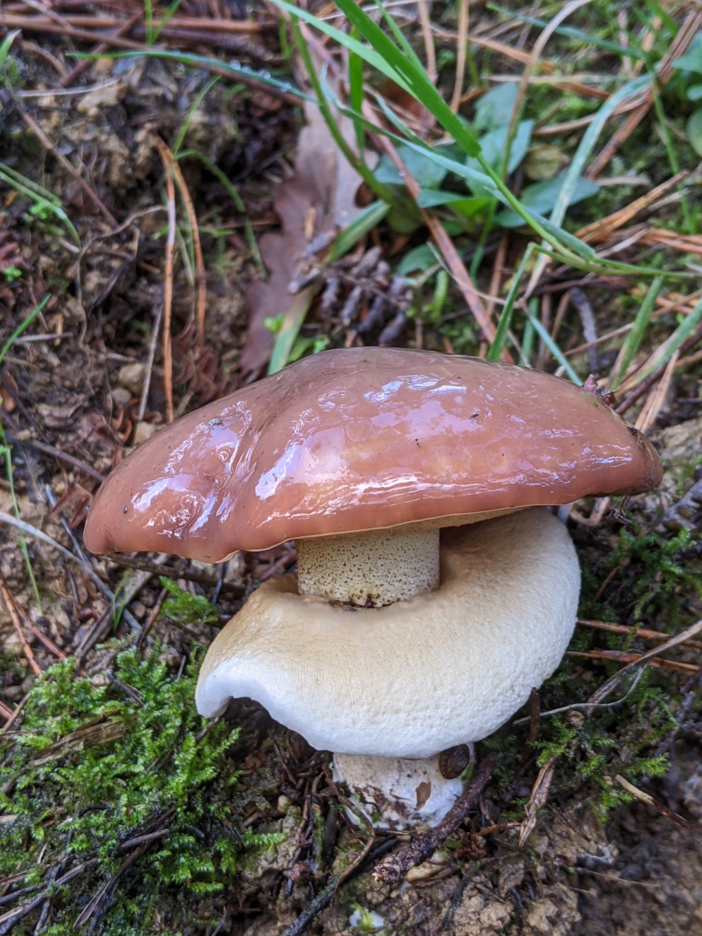 Suillus luteus Suillu11