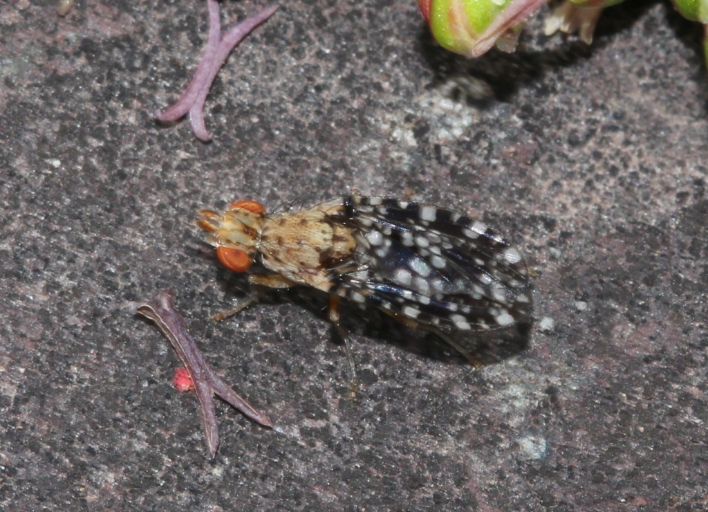 [Trypetoptera punctulata] Tephrytidae ? Tephri11