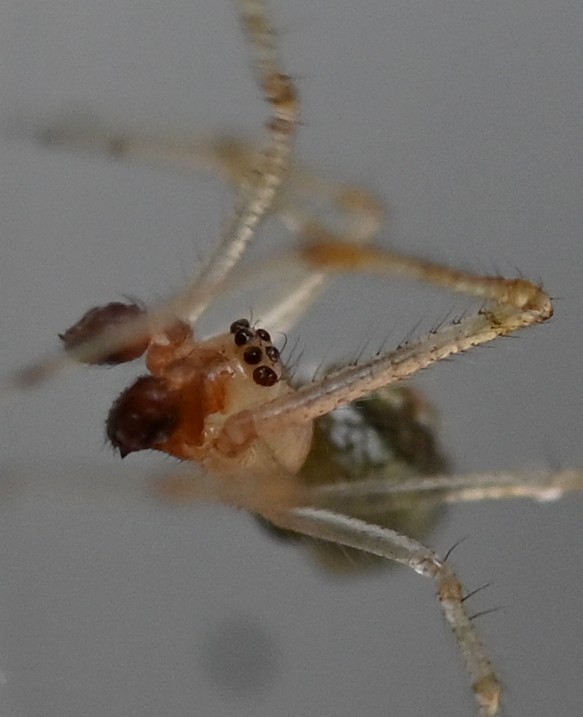 [Theridion cf varians] Theridiidae  Theri_13