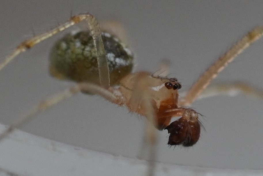 [Theridion cf varians] Theridiidae  Theri_14