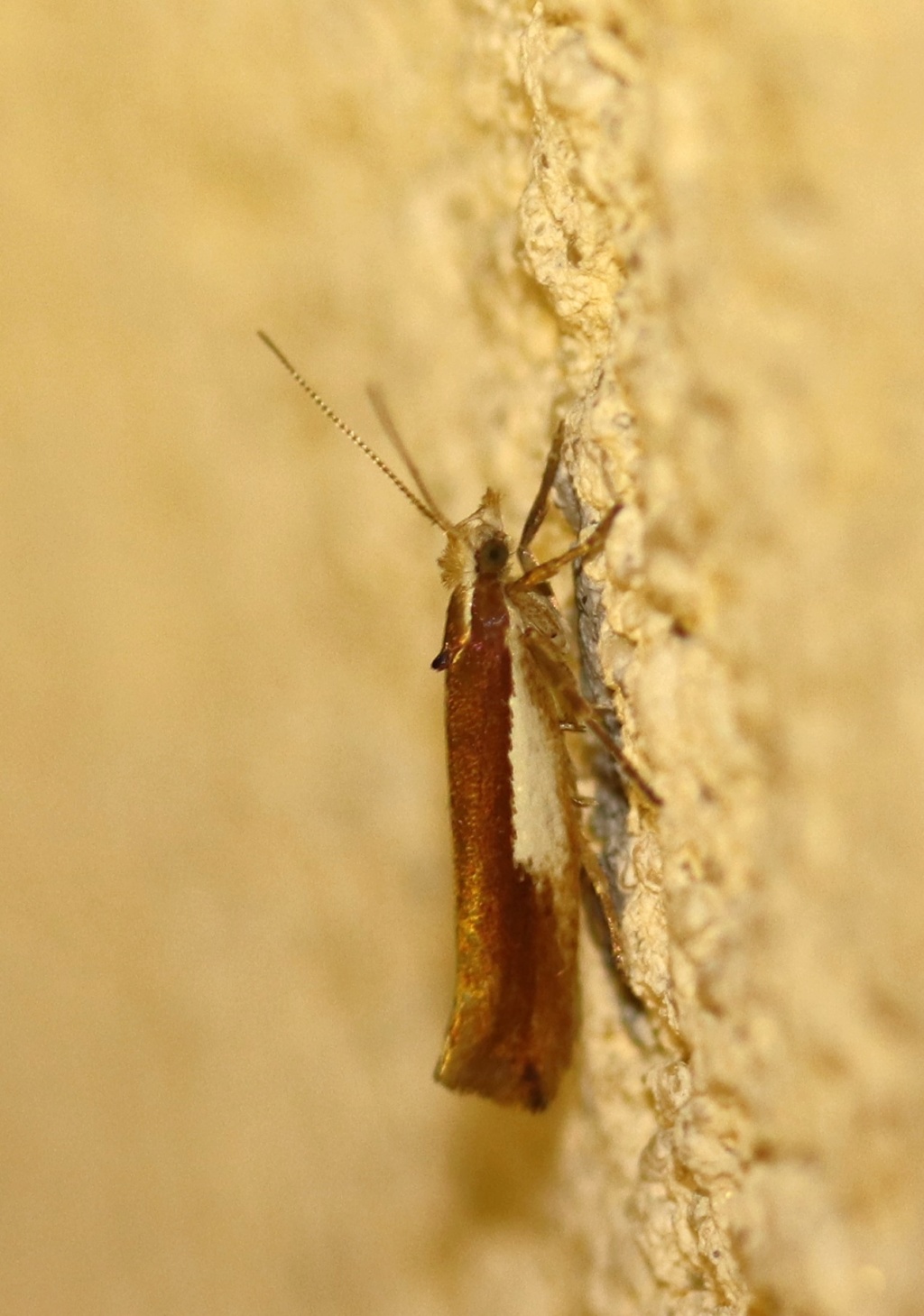 Ypsolopha parenthesella Ypsolo10