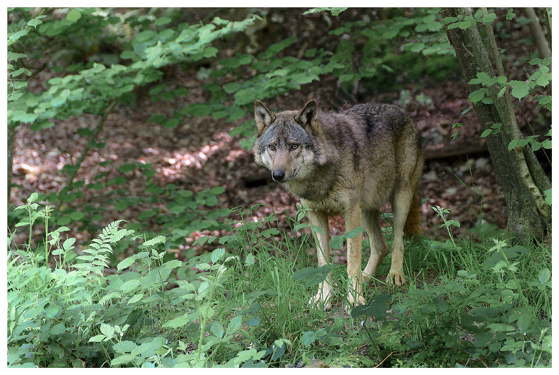 Loulou sous ombrages Loup_s10