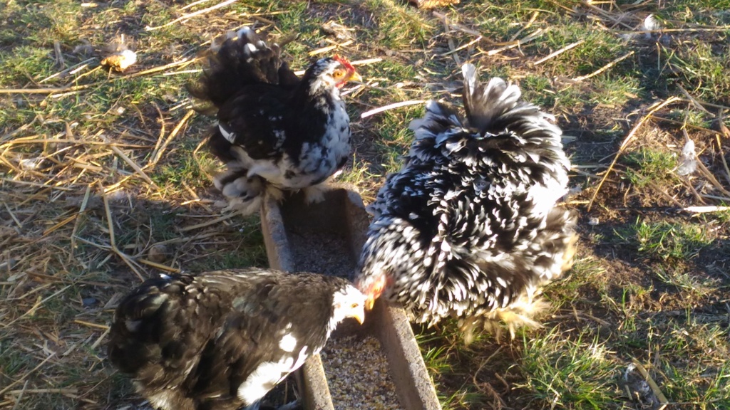 Poule Bleue Cailloutée P_201910