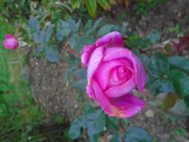 roses de septembre  Roses_22