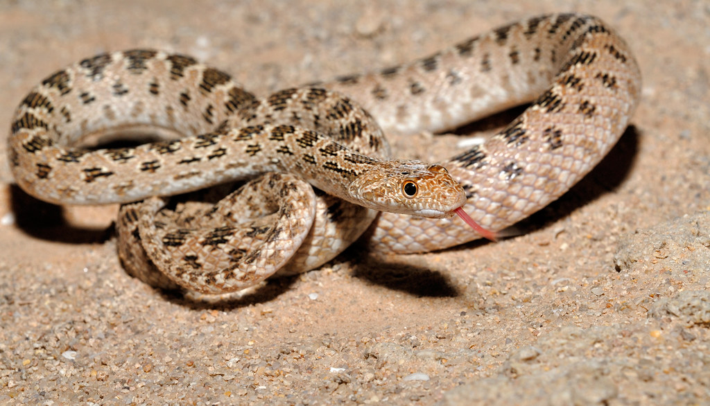 serpent désertique 18750010