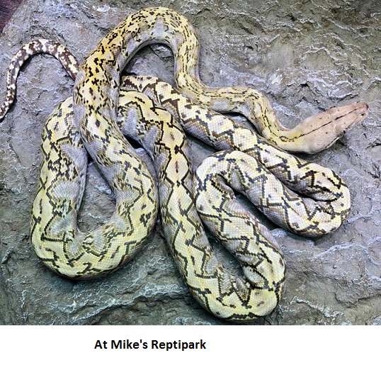 Mike Reptipark retour d'expérience / avis Chez_m10