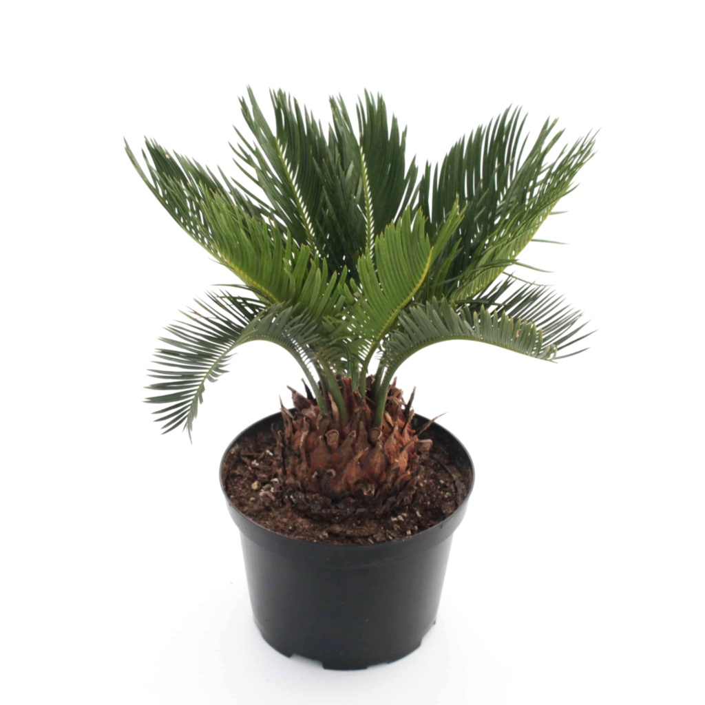 Plantes pour Python boule Cycas-10