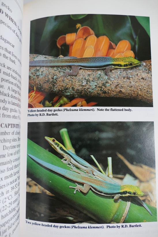 Gecko de Madagascar Dg210