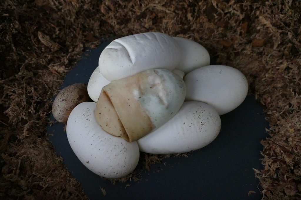 TUTO : Retirer un œuf qui moisit lors d'une incubation maternelle P1370711