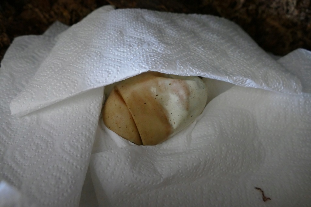TUTO : Retirer un œuf qui moisit lors d'une incubation maternelle P1370712