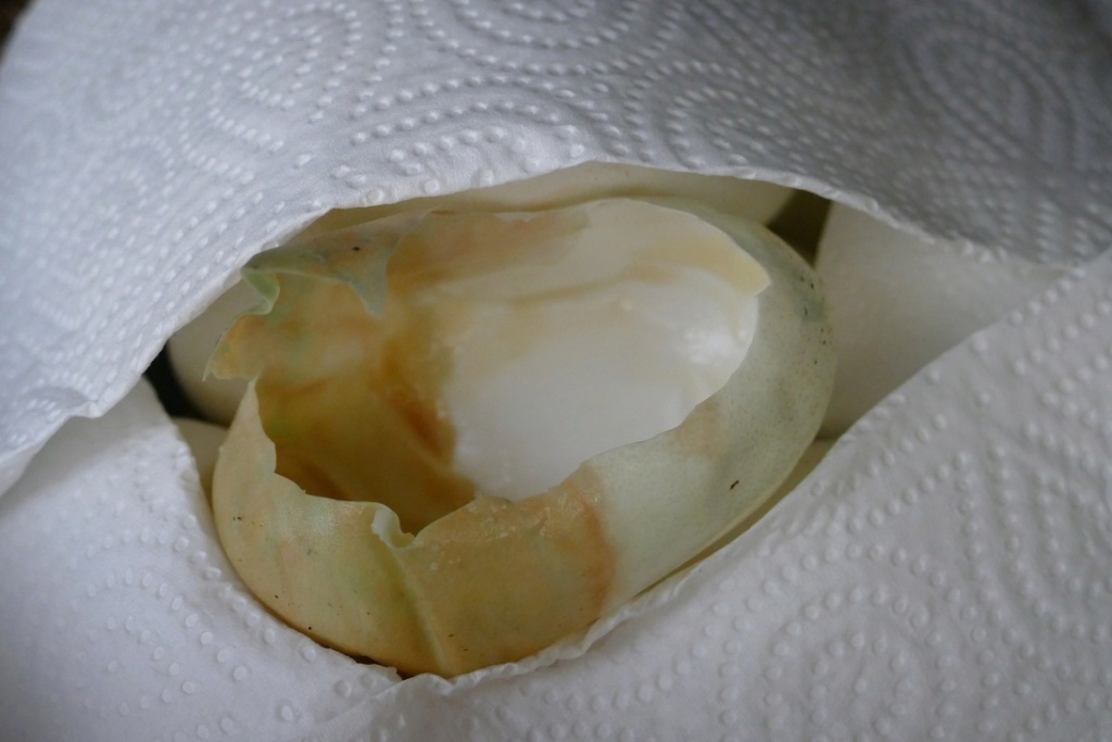 TUTO : Retirer un œuf qui moisit lors d'une incubation maternelle P1370812