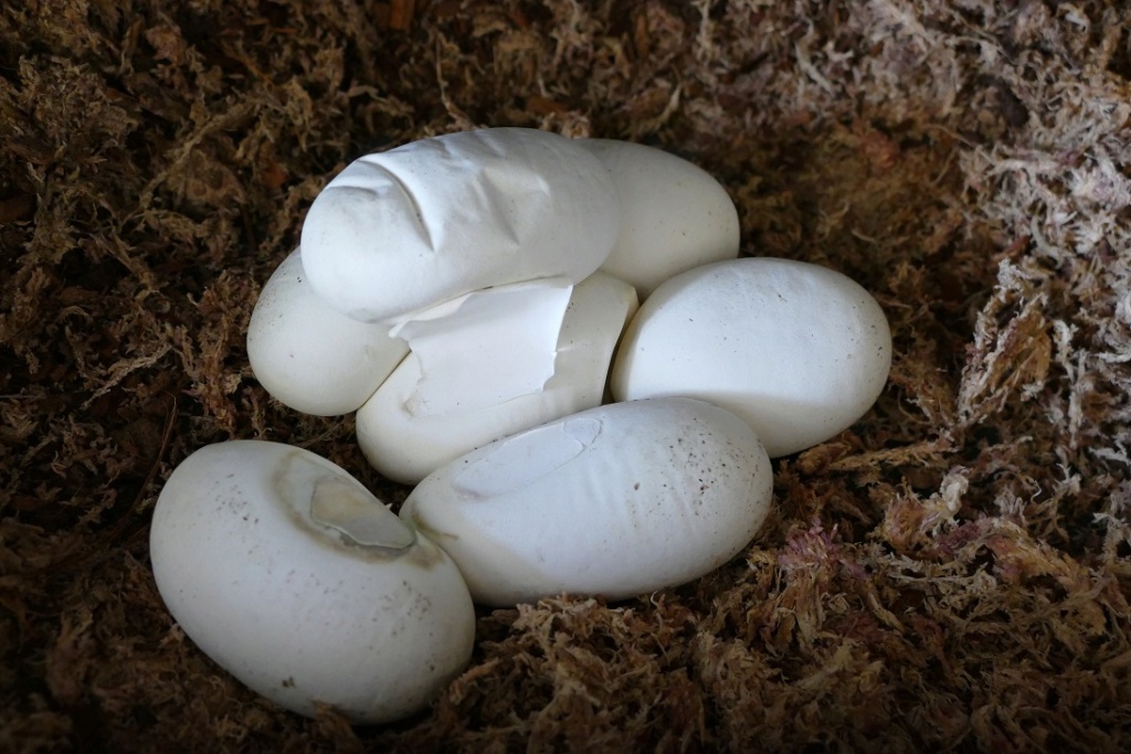 TUTO : Retirer un œuf qui moisit lors d'une incubation maternelle P1370813