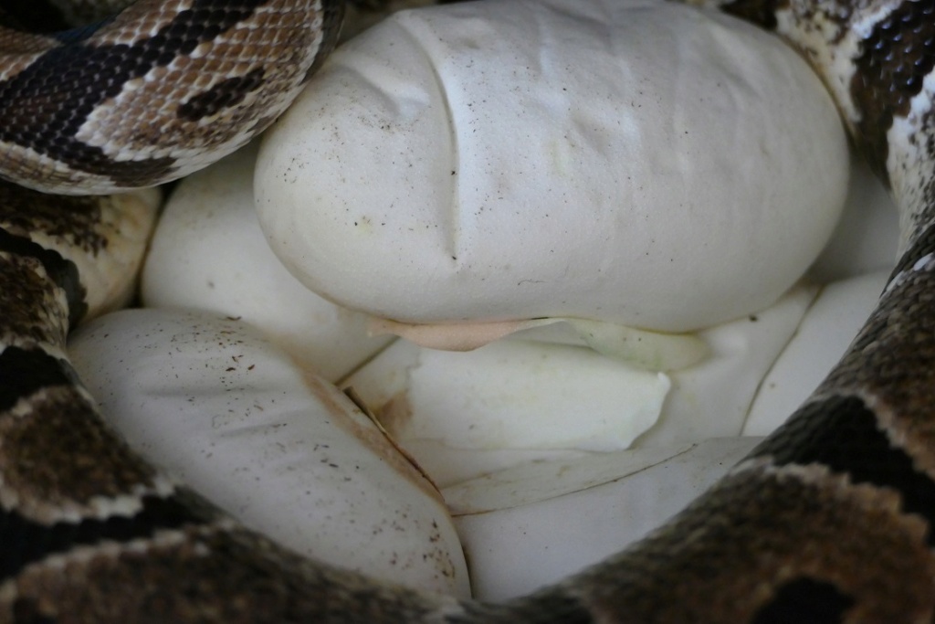 TUTO : Retirer un œuf qui moisit lors d'une incubation maternelle P1380410