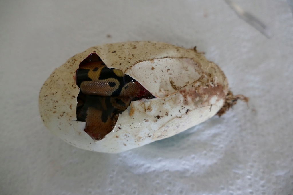 TUTO : Retirer un œuf qui moisit lors d'une incubation maternelle P1390110
