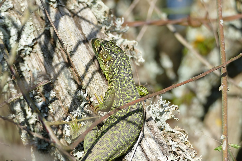 Lacerta bilinieata, herping de la semaine P1500512