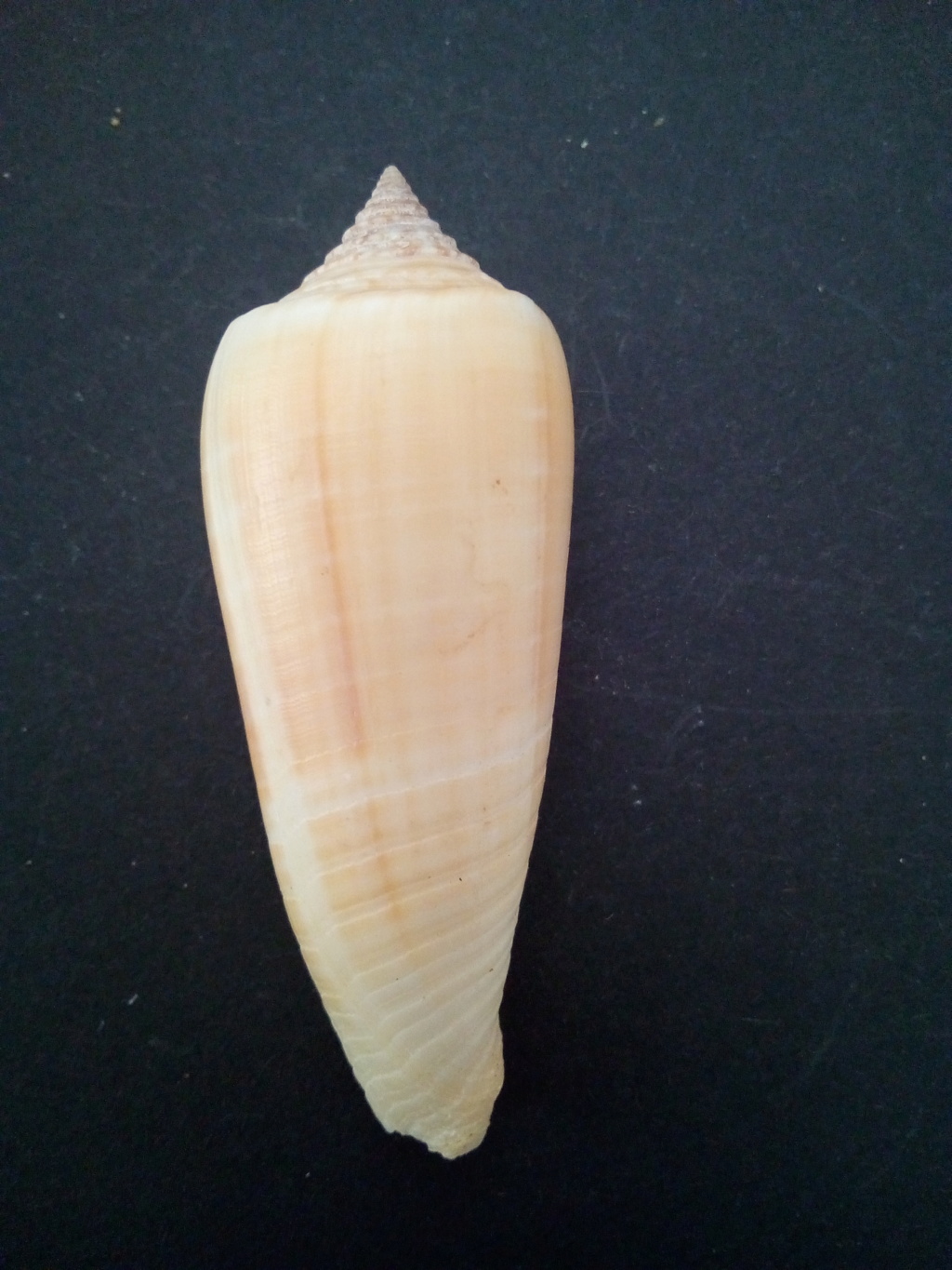 Conus (Phasmoconus) ochroleucus   Gmelin, 1791 Img_2187