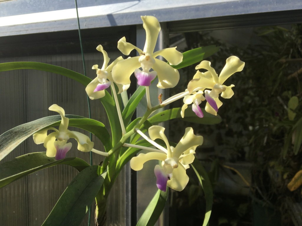 Vanda ustii 1d7c2f10