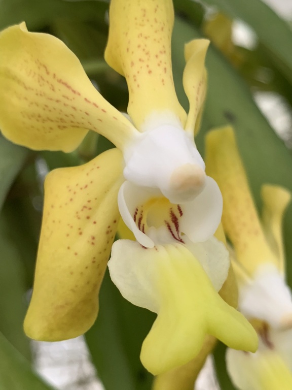 Vanda denisoniana x dearei  659d4610