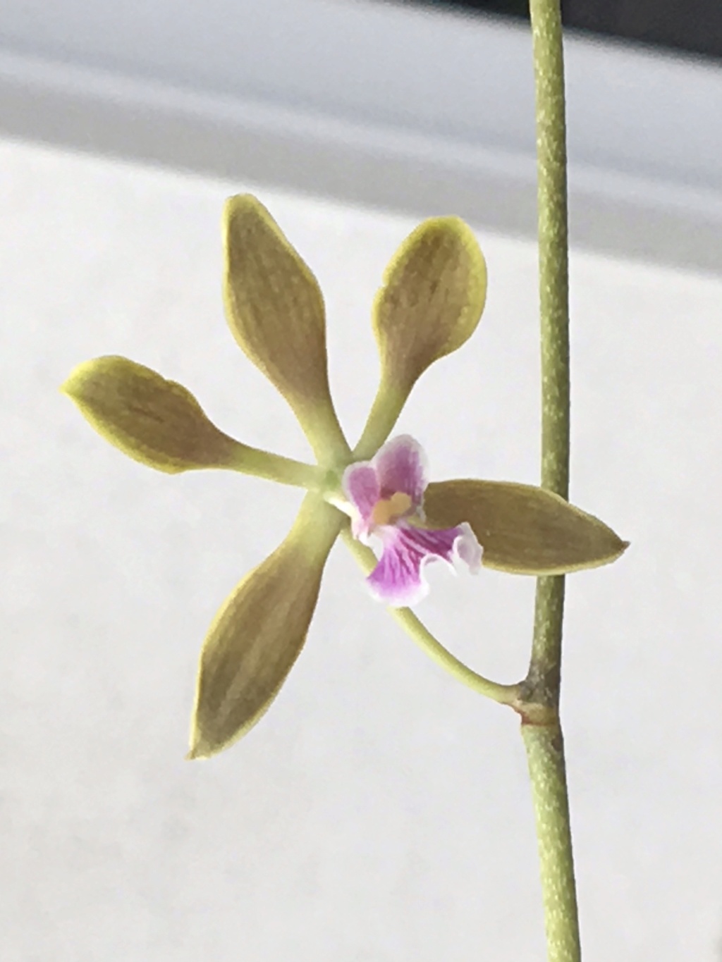 Encyclia narajapatensis 83425510