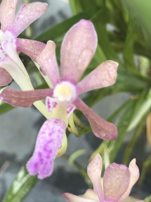 Vanda falcata x vanda flabellata 8b4d3110