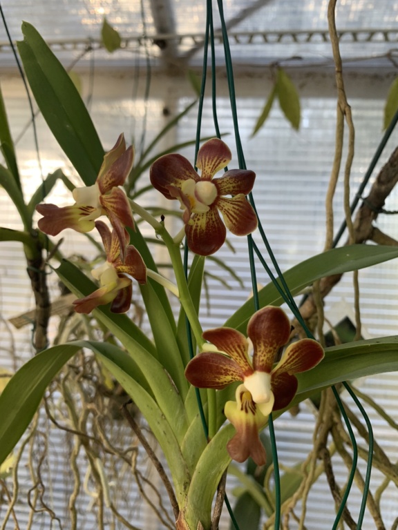 Vanda merrilli X A09be710