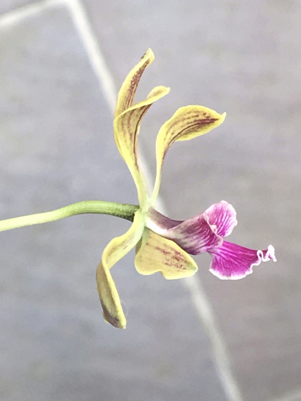 Encyclia oncidoides A21e1110