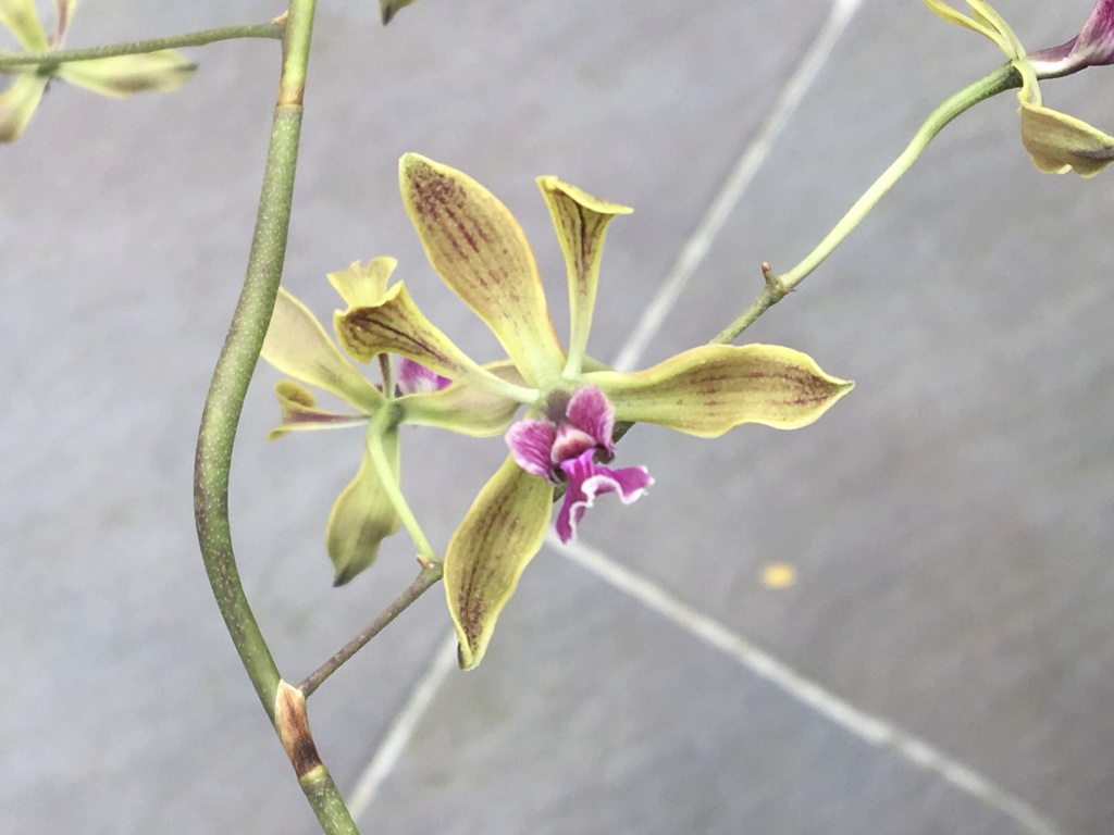 Encyclia oncidoides C4103410