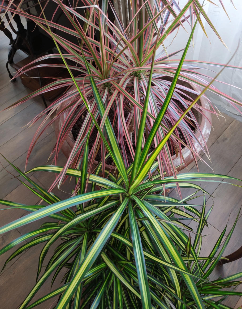 Dracaena marginata - dragonnier de Madagascar Dracae10