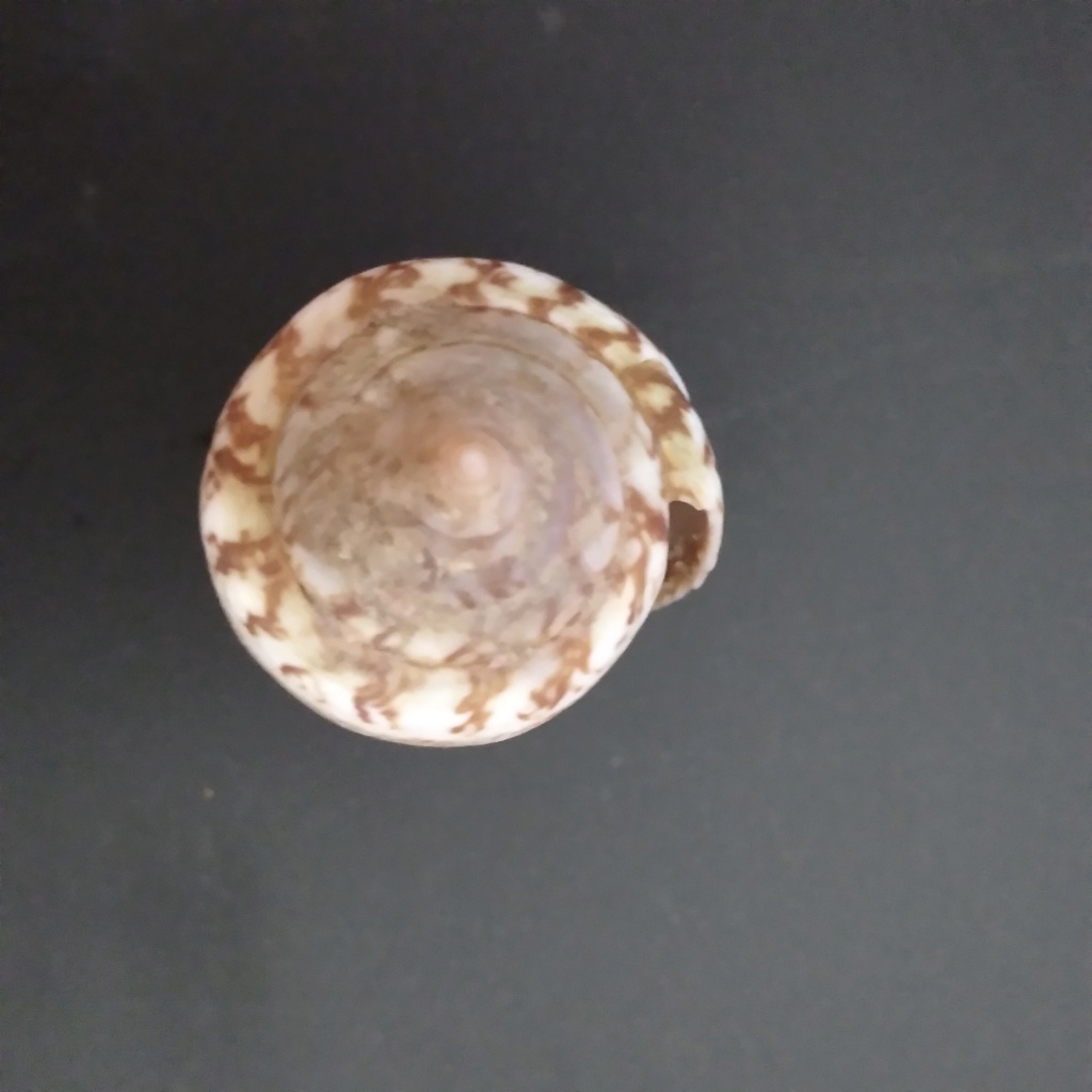 Identification d'un cone ? 20220913
