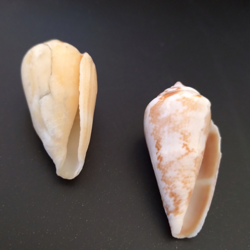 Identification d'un cone ? 20220916