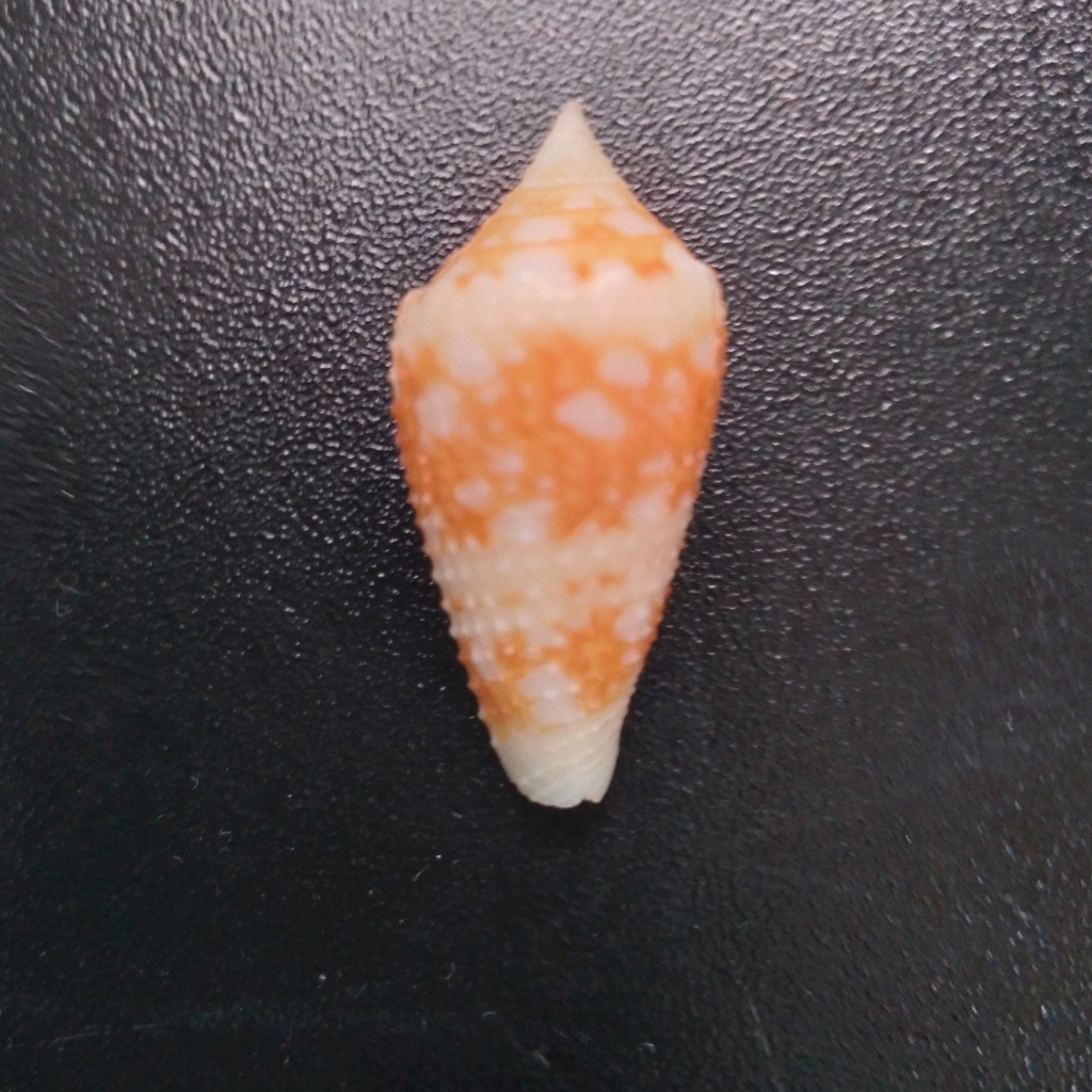 Conus_Ammiralis  "juvénile"   [*] 20230310