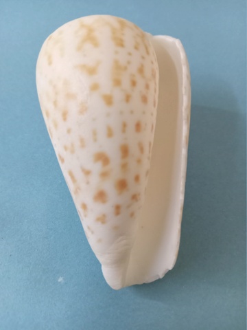 Conus deperditus -   Conus (Kalloconus  )pulcher  (Lightfoot 1786 ) 20240914