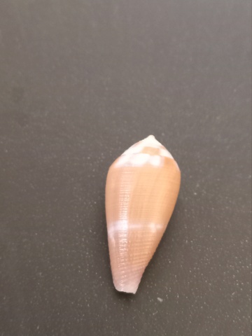    Conus (Leporiconus)  tenuistratus (GB Sowerby 1858 ) 20240933