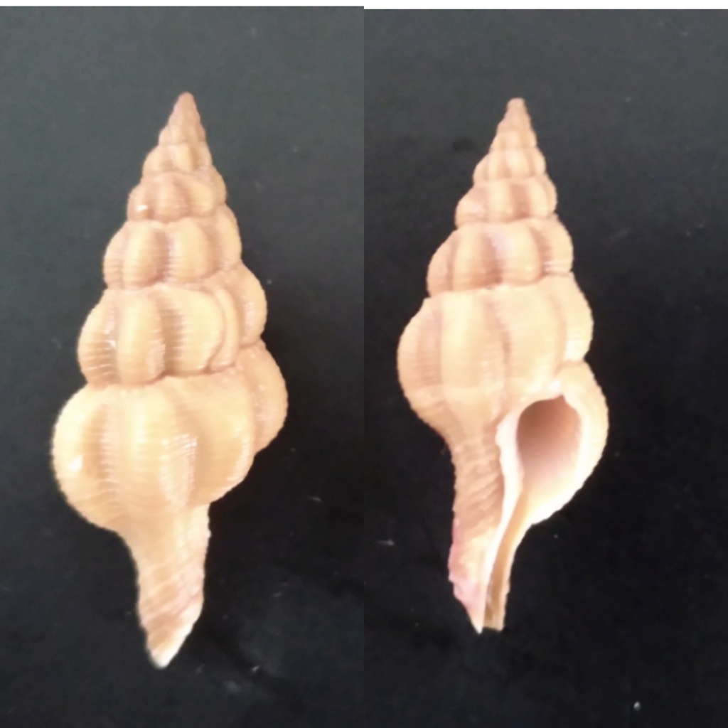 Fusolatirus pearsoni (Snyder, 2002) Instas16