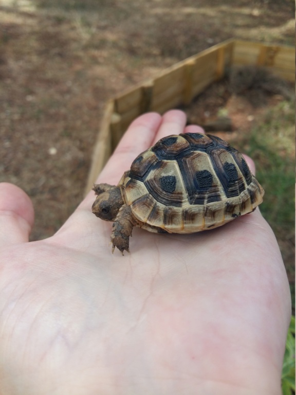 Tortle, graeca juvénile  20180811