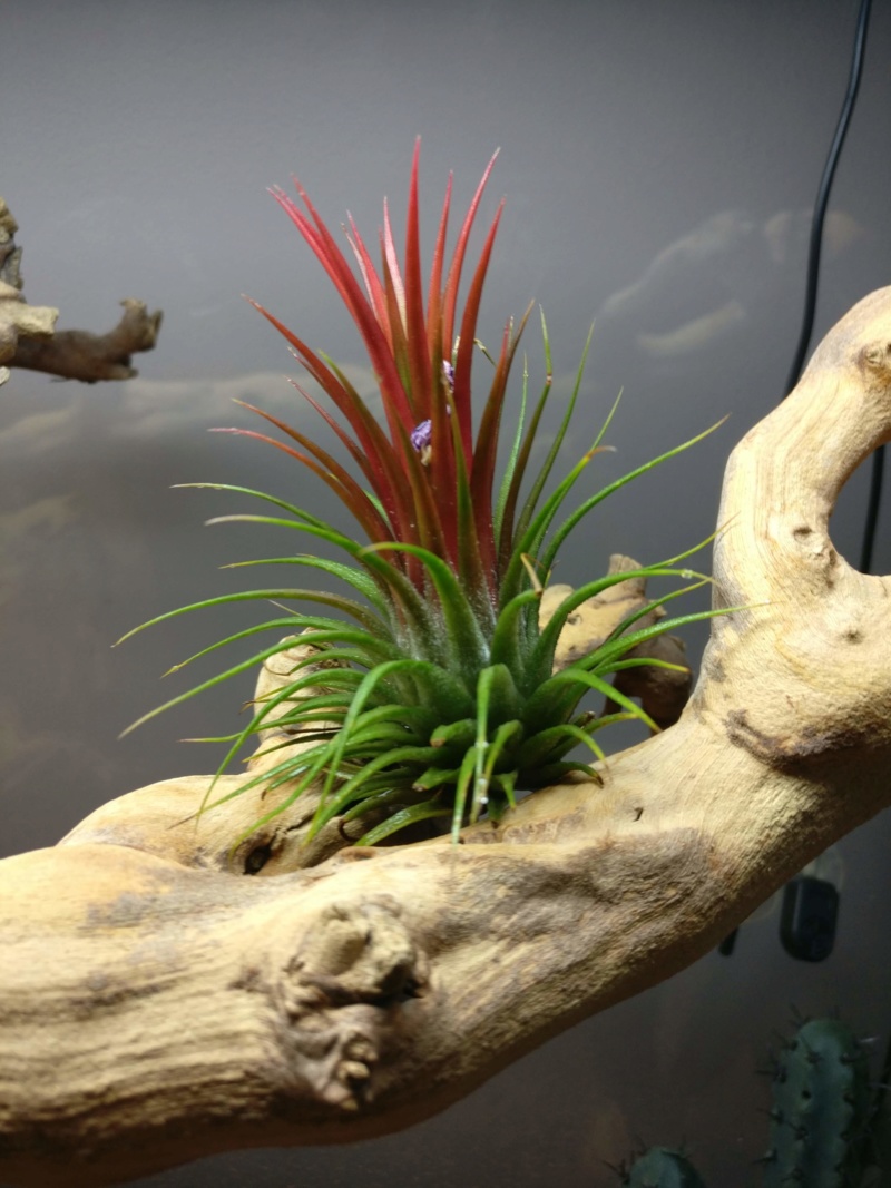 Plantes terrarium Img_2039