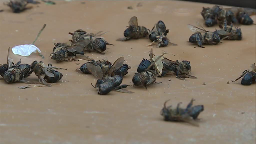 700 ruches mortes en Dordogne fin mars 110
