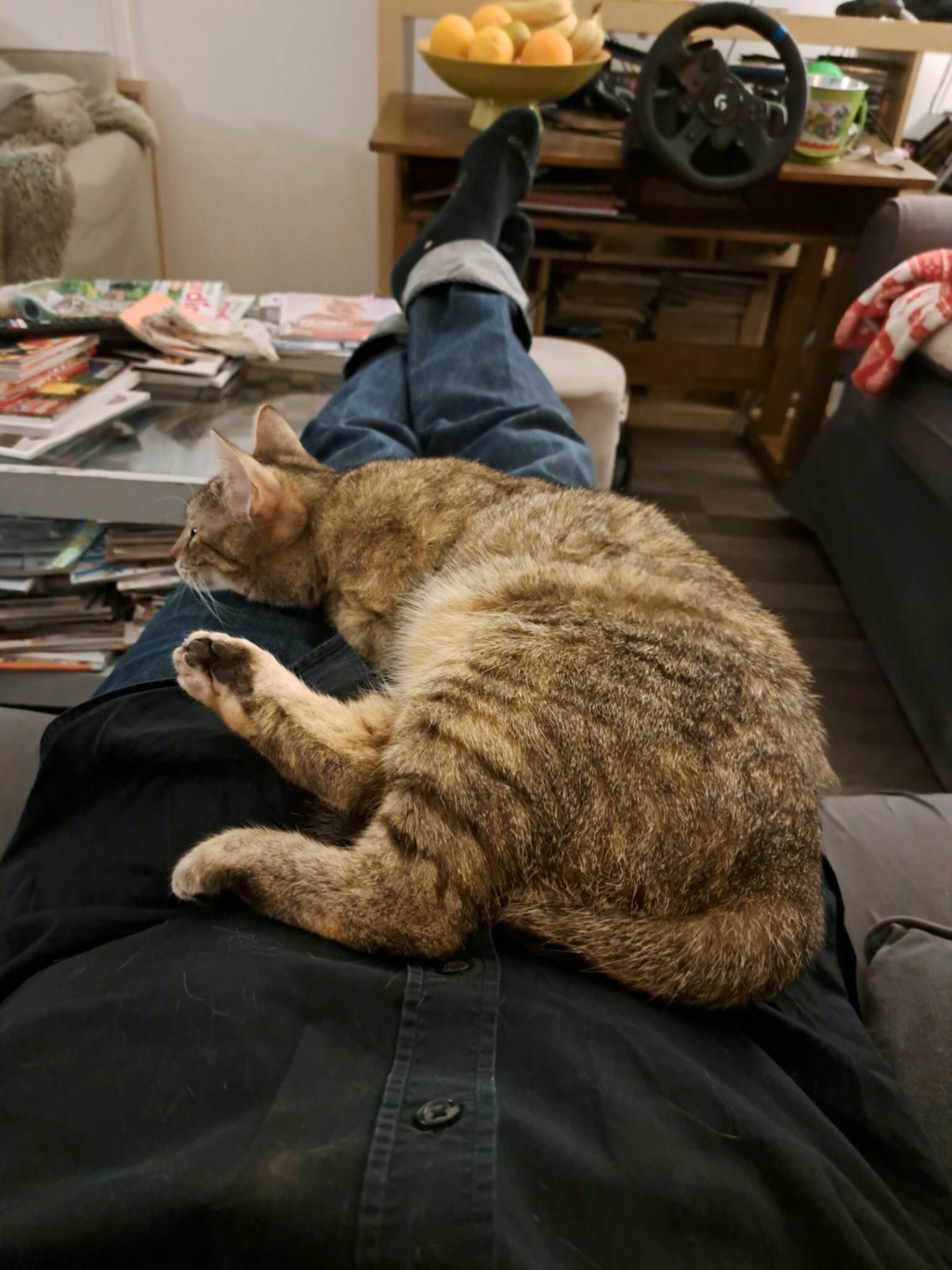 NALA - TIGRÉE - FA 78 34045210