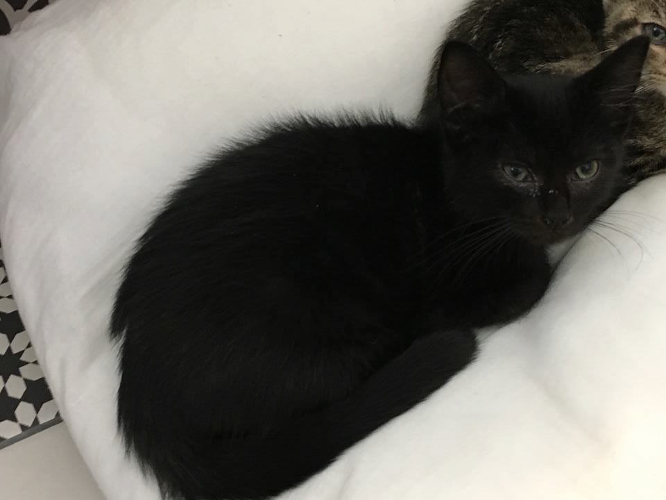 PANDORA - NOIRE - en FA DANS LE 78 40797513