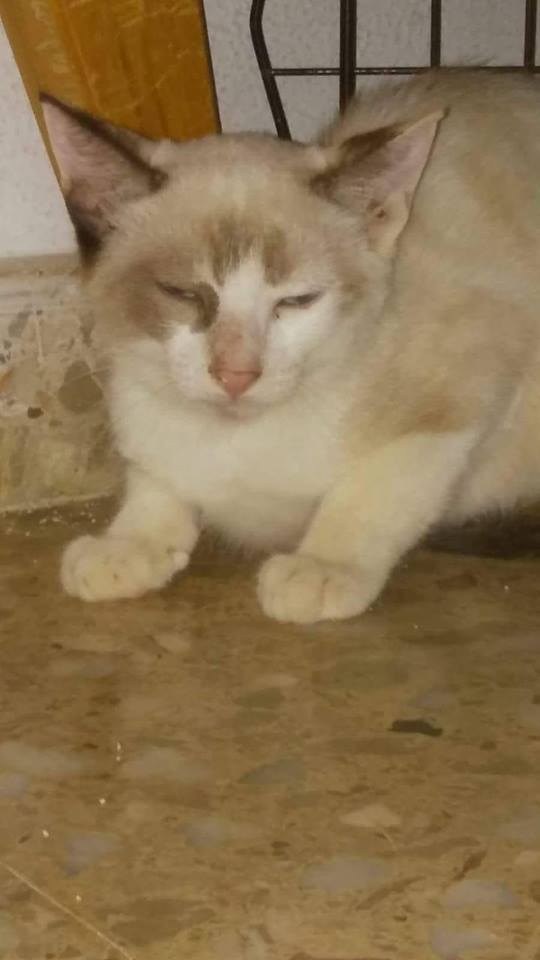 ORQUIDIA - SIAMOISE - EN FA en SUISSE 40994710