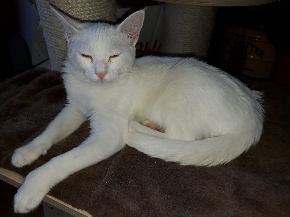 MOON - BLANC - en fa dans le 27 (proche78) 41688210